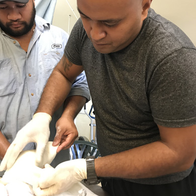 A Tongan physiotherapist and rehab assistant is applying a plaster cast to a baby's leg, as part of their club foot services.